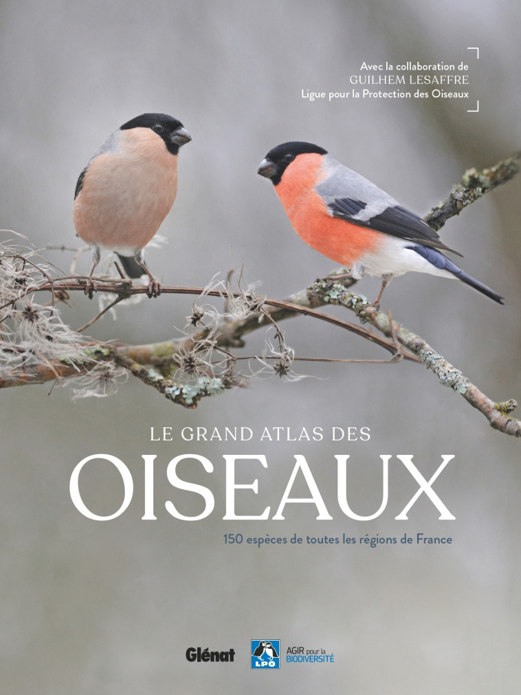 Le grand Atlas des oiseaux -  , Lesaffre Guilhem - GLENAT